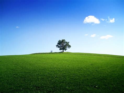 A Tree On The Horizon Free Photo Download Freeimages