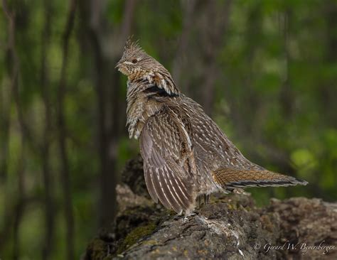 Ruffed Grouse Ruffed Grouse Bonasa Umbellus Male On Its Flickr