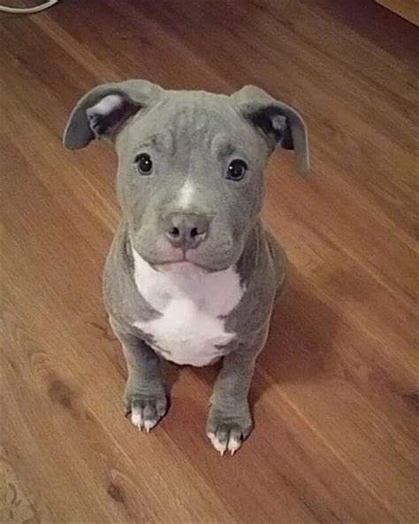 20 Cute Pitbull Dog Puppies Fallinpets