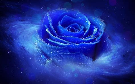 Blue Roses Wallpapers Blue Roses Wallpaper Blue Rose Rose Wallpaper