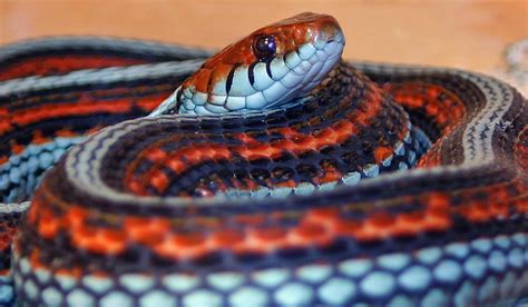 Photo Gallery Garter Snakes San Francisco Garter Snake