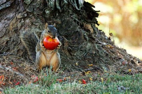 Image Of Squirrel Eating Animal Nature