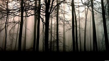 Dark Forest 4K Wallpapers - Top Free Dark Forest 4K Backgrounds ...