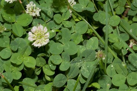 Trifolium Repens White Clover