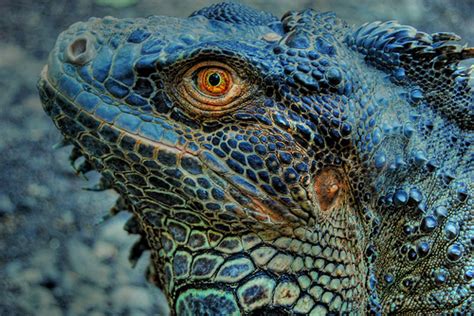 28 Remarkable Reptile Pictures