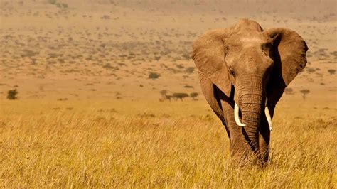 Luxury Kenya Safari Holidays Natural World Safaris