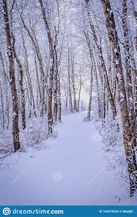 Winter Wonderland Path Through Snow Covered Trees Stock