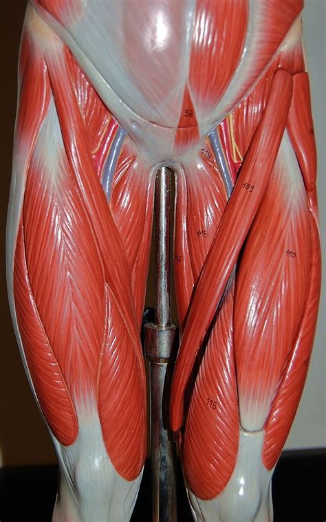 The popliteus muscle is a short muscle that forms the floor of the popliteal fossa. Muscles of the upper legs, anterior view | Rob Swatski | Flickr