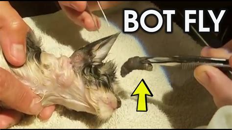Poor Kitten Has Botfly Larvae Removed Youtube