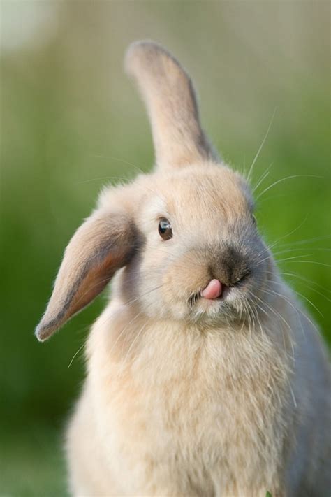 20 Cute And Hilarious Animals With Their Tongues Sticking Out Bored Panda