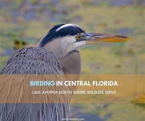 The us1 stretches all the way down the east coast, from fort kent in maine to key west in florida. Lake Apopka North Shore Wildlife Drive: Birding In Central ...