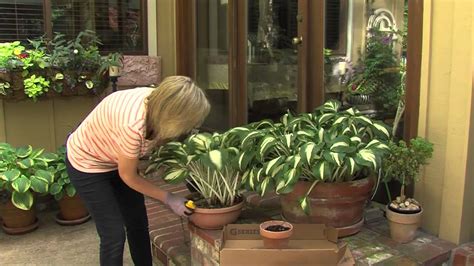 If practical, set out your hostas in early spring so they will have an hosta care. Hostas in Pots - YouTube