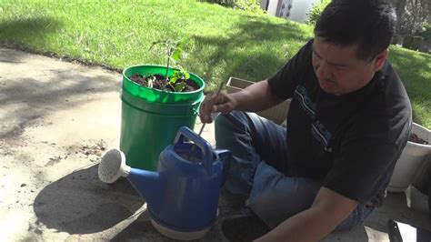 How To Plant And Grow Tomatoes In 5 Gallon Buckets Youtube