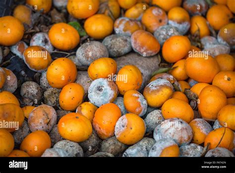 Cyprus Pafos Rotten Oranges Stock Photo Alamy