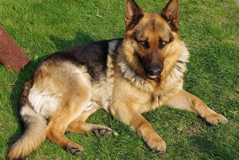 German Shepherd Dog Breed Information And Facts