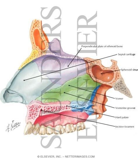 Because normal nasal bone length during the second trimester appears to vary according to race and ethnic background the calculator below will give median nasal bone lengths for various populations. Vomer