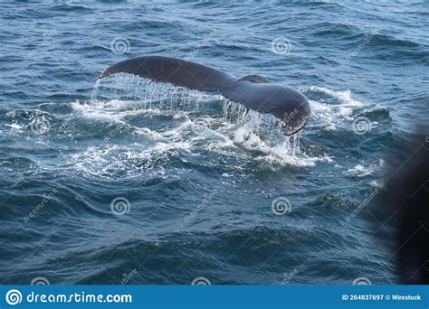 Beautiful Humpback Whale Tail Sighting In The Ocean Stock Image Image Of Coast Water 264837697