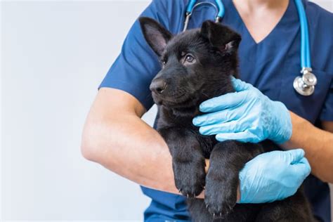 6 Benefits Of Pet Wellness Plans Providence Animal Hospital