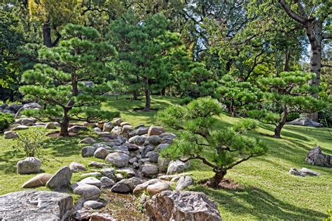 Day 223 Japanese Garden Pine Trees Another Scene From Th Flickr
