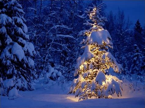 24 Beautiful Christmas Tree Pictures Creative Cancreative Can