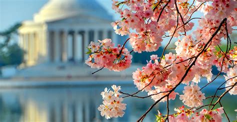 National Cherry Blossom Festival Liberty Park At