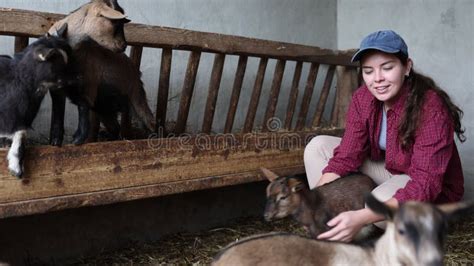 Female Farm Worker Feeding Goats At Livestock Farm Stock Video Video Of Countryside Livestock