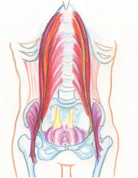 Psoas Muscle Release In Pregnancy Relieve Pain Spinning Babies