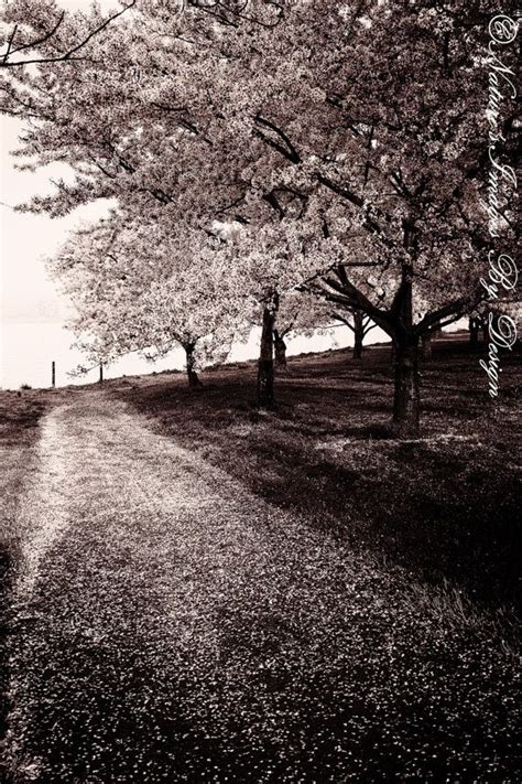 Beautiful Black And White Photo Of Cherry Blossom Trees Landscape