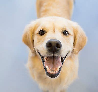 Petsmart is a privately held american chain of pet superstores, which sell pet products, services, and small pets. Search Results | PetSmart