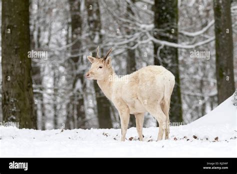 Young Fallow Deer Stag Hi Res Stock Photography And Images Alamy
