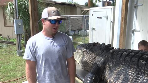 Two Locals Explain How They Caught 750 Pound Alligator Youtube