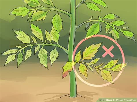 How To Prune Tomatoes 9 Steps With Pictures Wikihow
