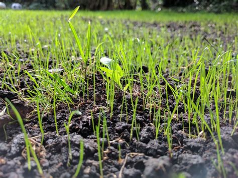 Water is vital in the winter months when there is not adequate rainfall. 4 Essential Steps To Water Your New Grass Seed - A Green Hand
