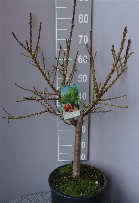Dwarf Nectarine Tree 2 3 Year Seedling In 10l Pot Eurogardeneu