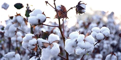 Why Pakistans Cotton Value Chain Has Begun To Atrophy Profit By