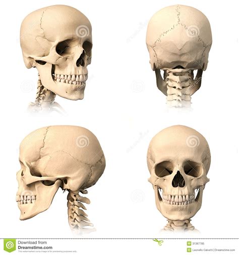 Cráneo Crânio Anatomia Referência Anatomia Anatomia Dos Ossos