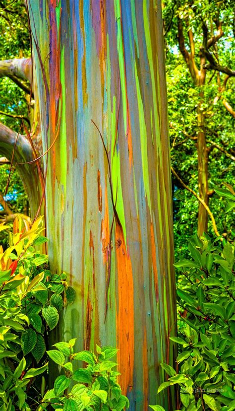 Rainbow Eucalyptus Rainbow Eucalyptus Tree Rainbow