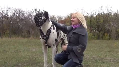 Blonde Girl With A Funny Huge Great Dane Noble Dog Youtube