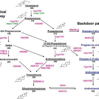 Die steroidhormone der säugetiere können in fünf gruppen eingeteilt werden. 1 Schematic of molecular mechanisms contributing to ...