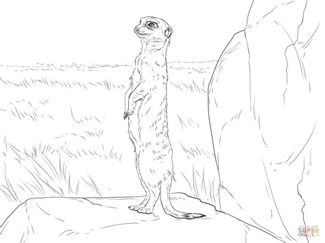 Coloriage - Suricate en alerte | Coloriages à imprimer gratuits