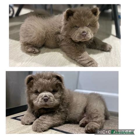 Lilac Chow Chow Puppys 3 Remaining One Now Sold Liverpool Pets4homes