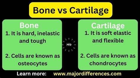 Difference Between Bone And Cartilage Bone Vs Cartilage
