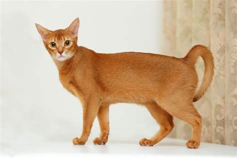 Abyssinian Cat Breed Info Pictures Temperament And Traits Pet Keen