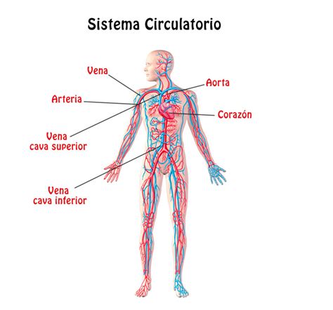 Resumen Del Sistema Circulatorio órganos Características Función