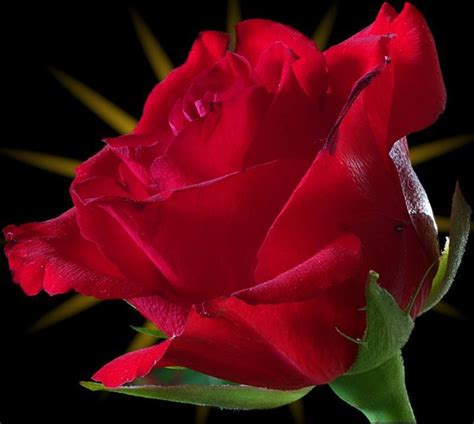 Red Rose Flowers Photo 34825661 Fanpop