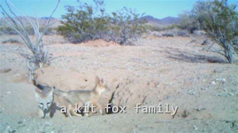 The Desert Kit Fox Project Youtube