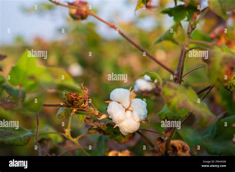 Cotton Plant India Hi Res Stock Photography And Images Alamy