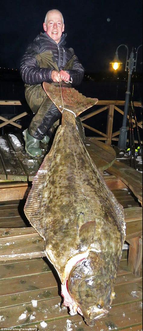 … chances are it was this critter. Norway angler reels in 97lb fish thought to be second ...