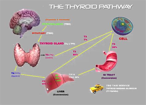 Thyroid Pathway Youtube