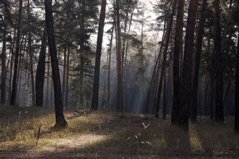 Morning In The Pine Forest Landscape Photos